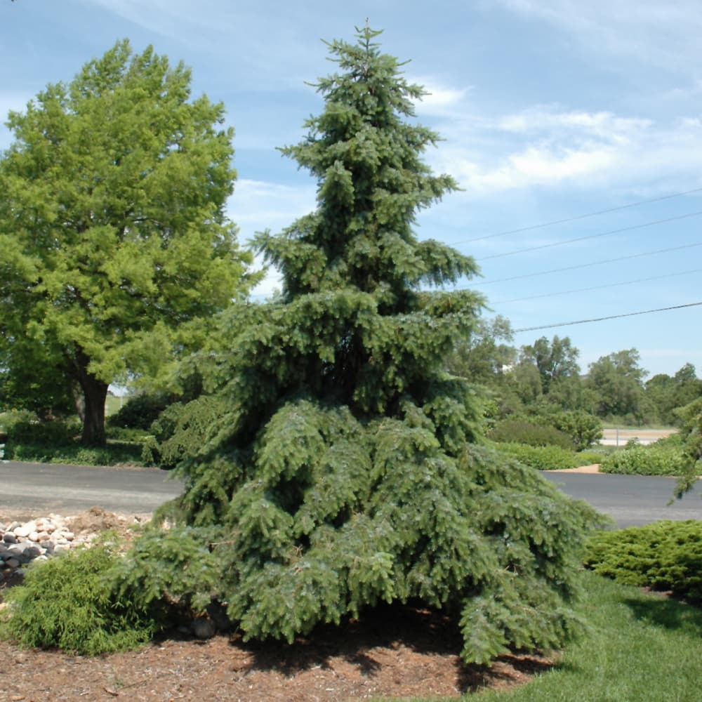 NetPS Plant Finder (www.netpsplantfinder.com)