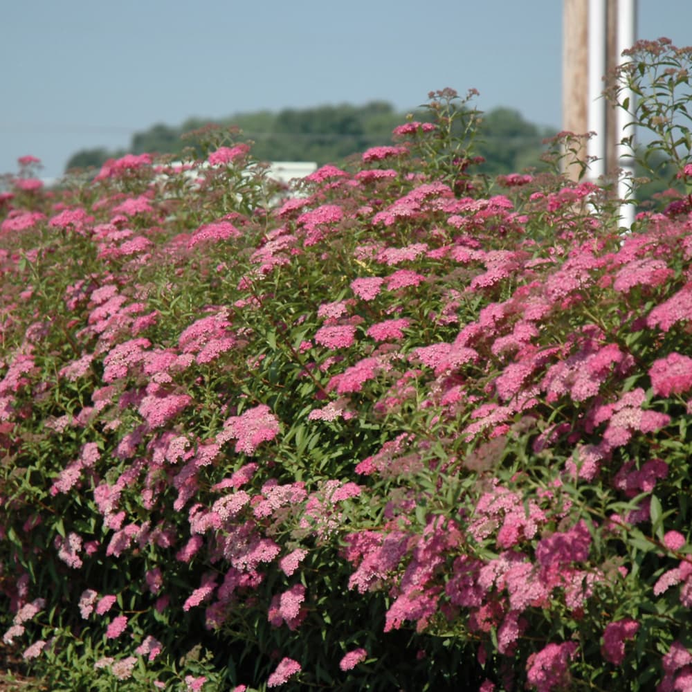 NetPS Plant Finder (www.netpsplantfinder.com)