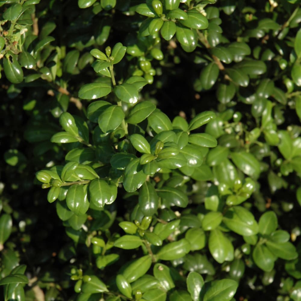 NetPS Plant Finder (www.netpsplantfinder.com)