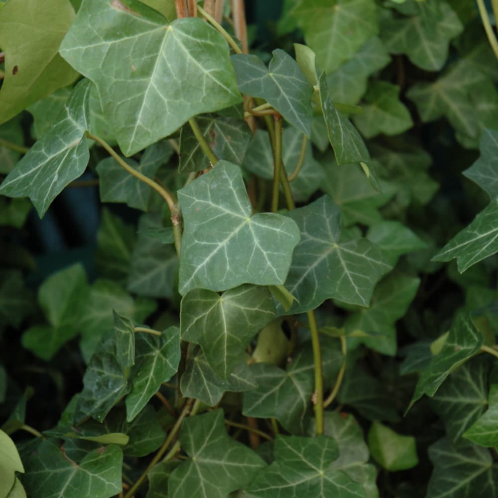 NetPS Plant Finder (www.netpsplantfinder.com)