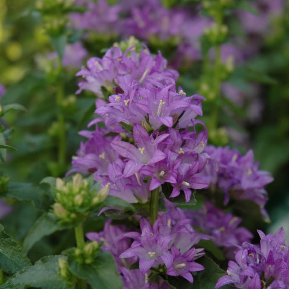 NetPS Plant Finder (www.netpsplantfinder.com)