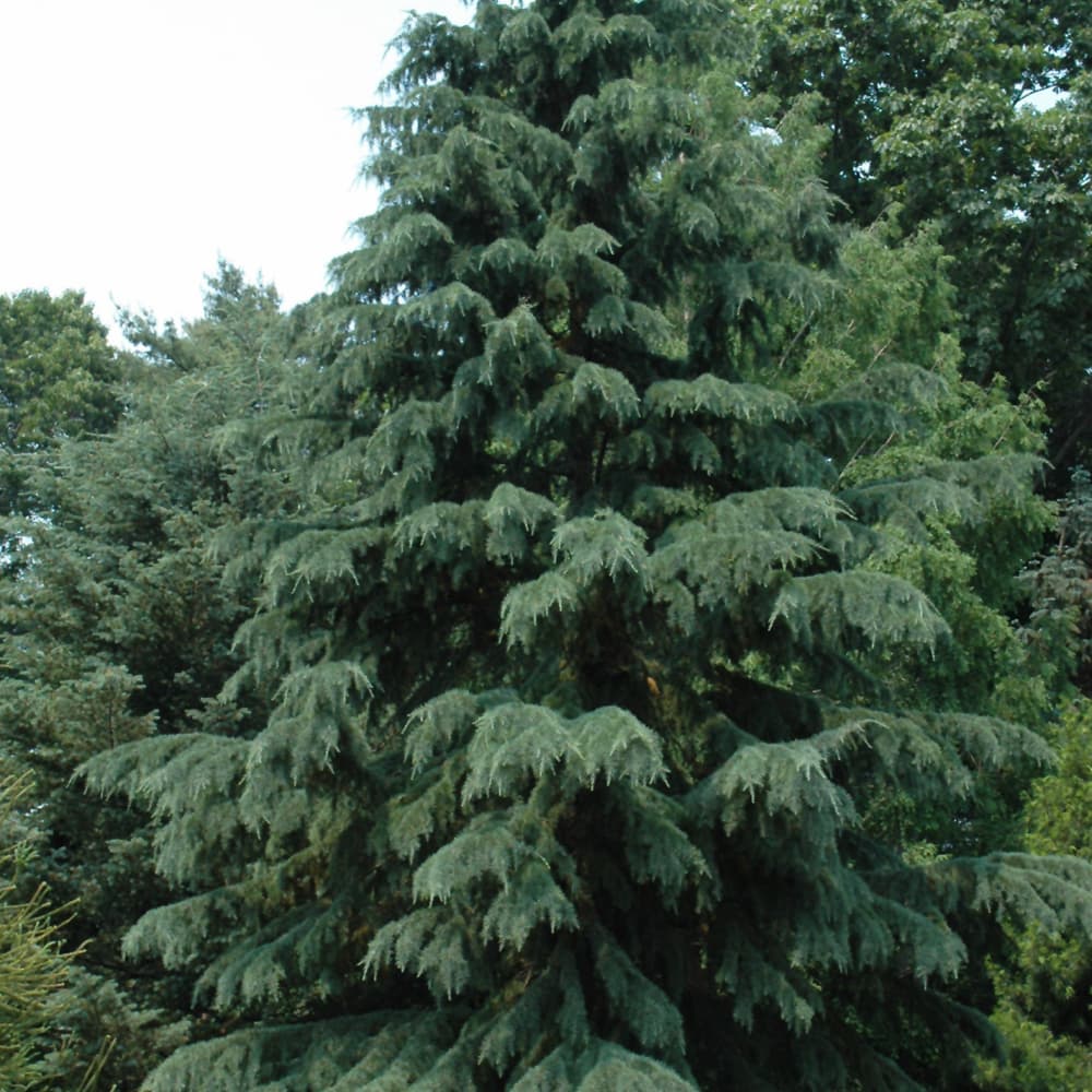 NetPS Plant Finder (www.netpsplantfinder.com)