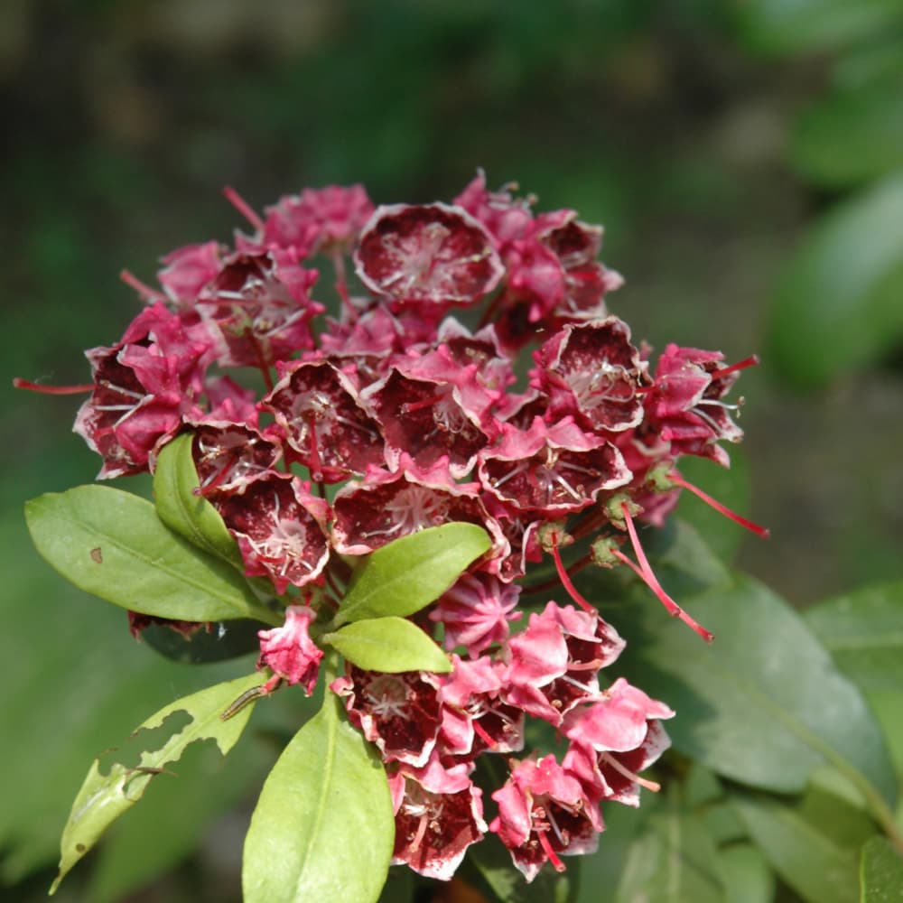 NetPS Plant Finder (www.netpsplantfinder.com)