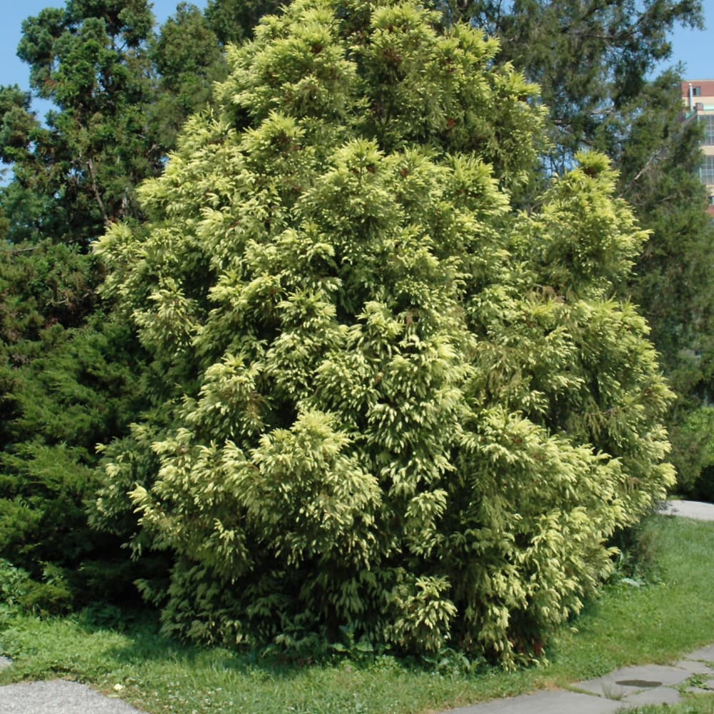 NetPS Plant Finder (www.netpsplantfinder.com)