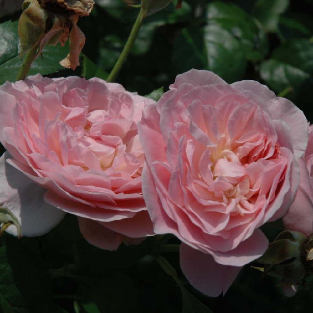 NetPS Plant Finder (www.netpsplantfinder.com)