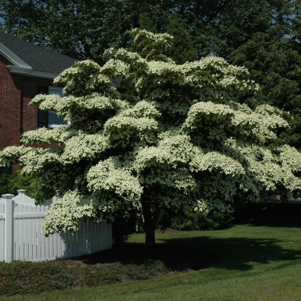NetPS Plant Finder (www.netpsplantfinder.com)