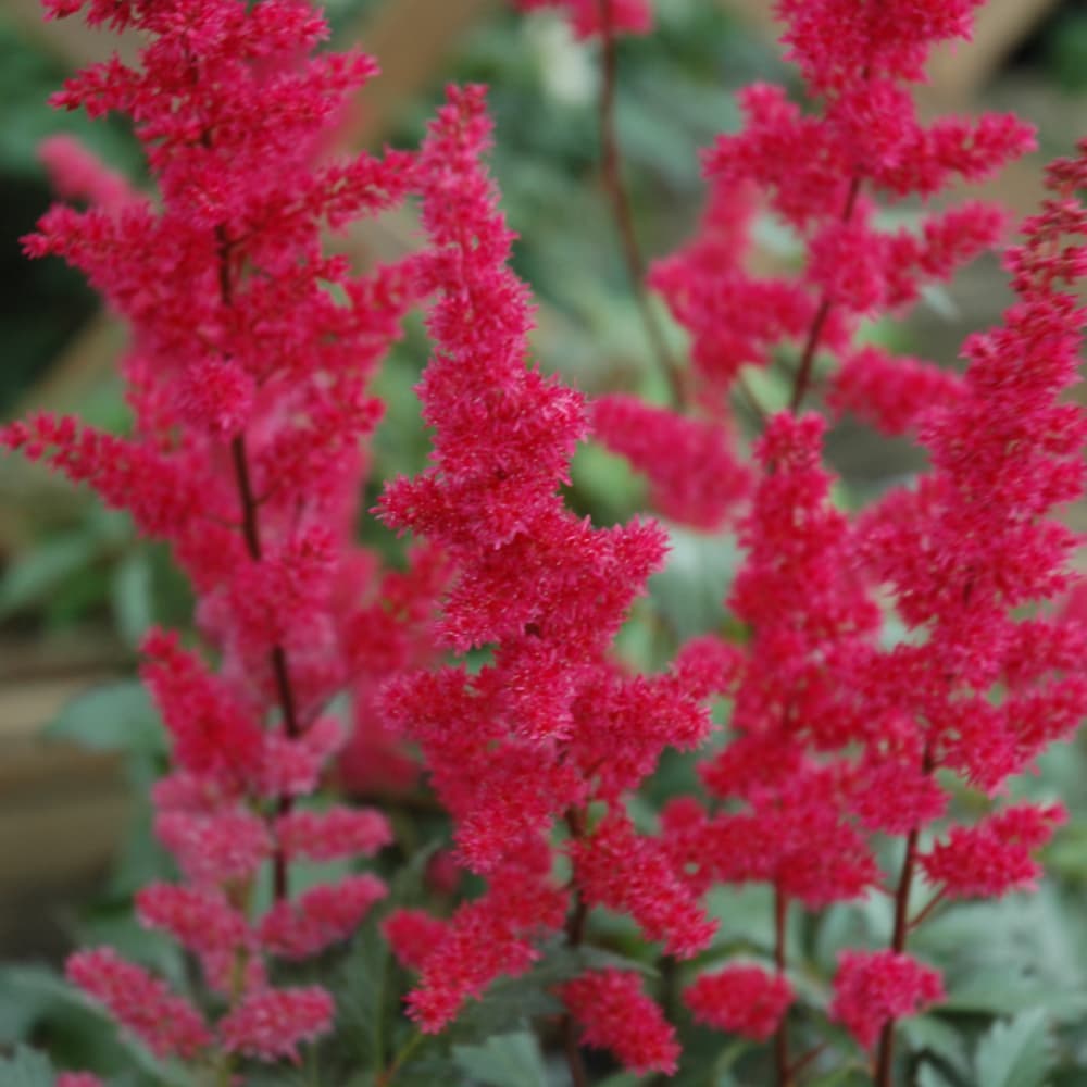 NetPS Plant Finder (www.netpsplantfinder.com)