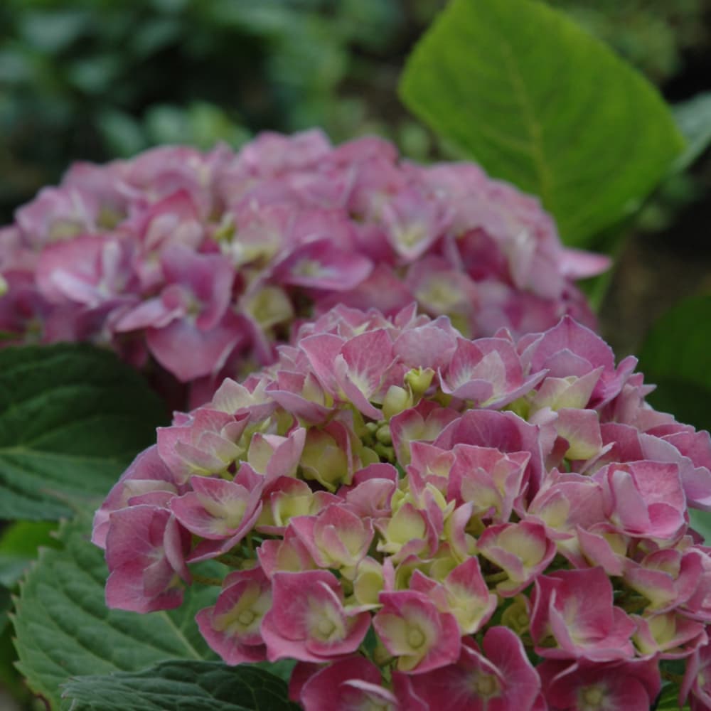 NetPS Plant Finder (www.netpsplantfinder.com)