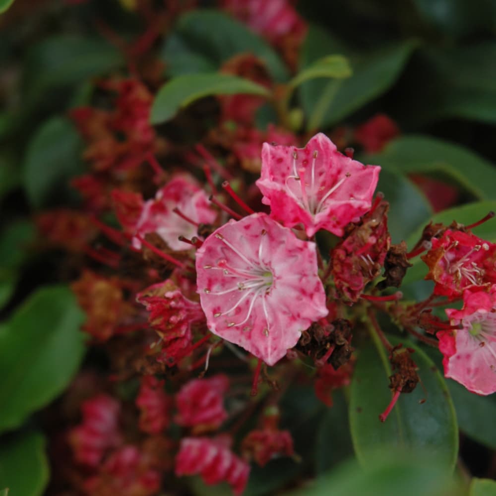 NetPS Plant Finder (www.netpsplantfinder.com)