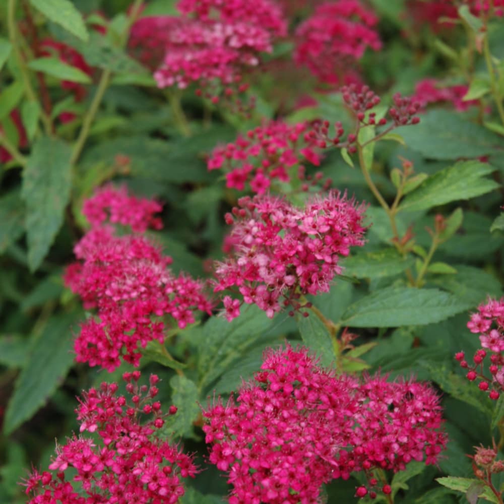 NetPS Plant Finder (www.netpsplantfinder.com)
