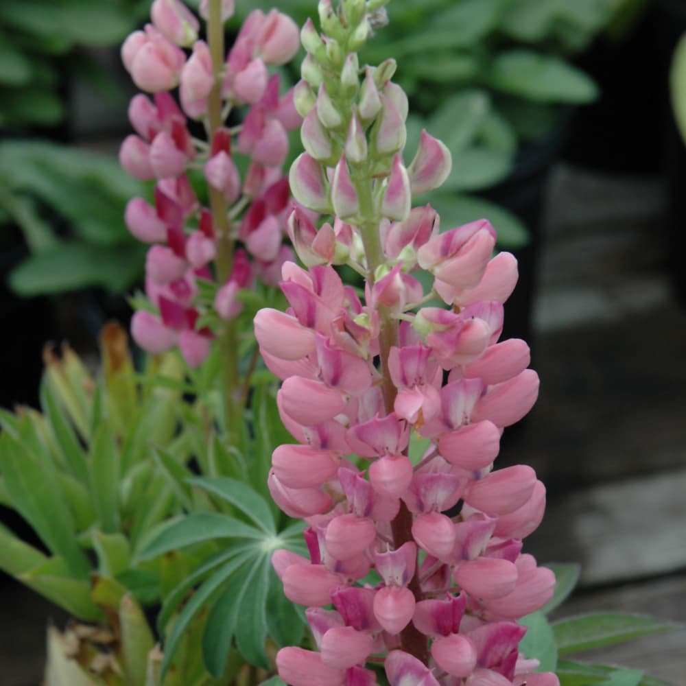 NetPS Plant Finder (www.netpsplantfinder.com)