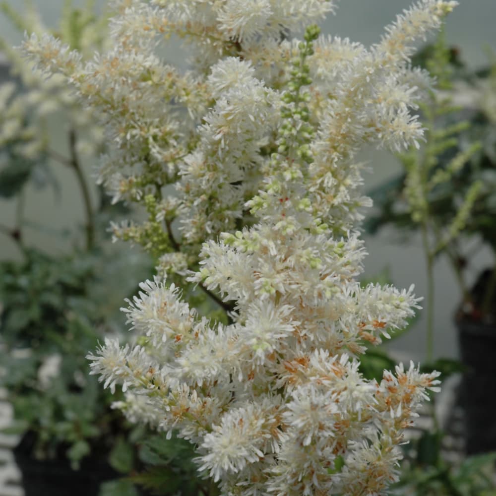 NetPS Plant Finder (www.netpsplantfinder.com)
