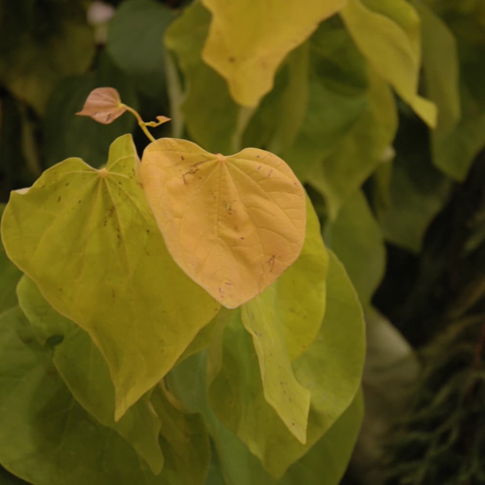 NetPS Plant Finder (www.netpsplantfinder.com)