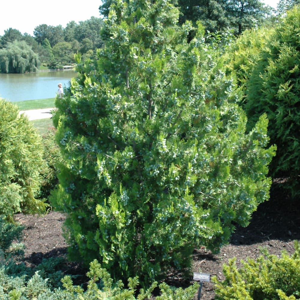 NetPS Plant Finder (www.netpsplantfinder.com)