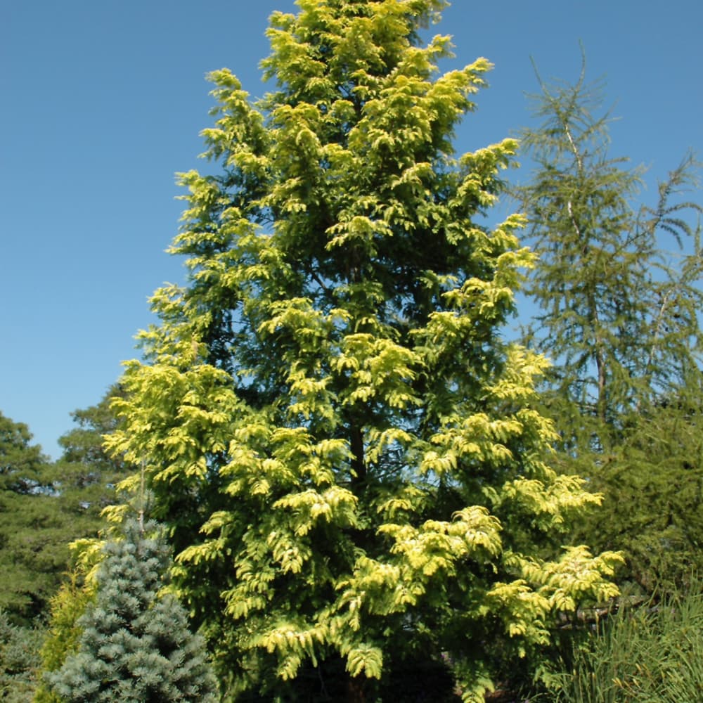 NetPS Plant Finder (www.netpsplantfinder.com)