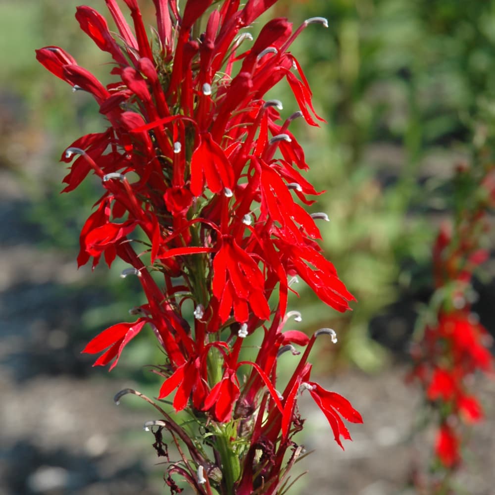 NetPS Plant Finder (www.netpsplantfinder.com)