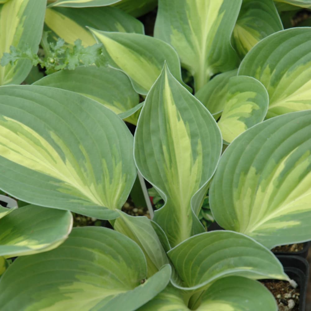 NetPS Plant Finder (www.netpsplantfinder.com)