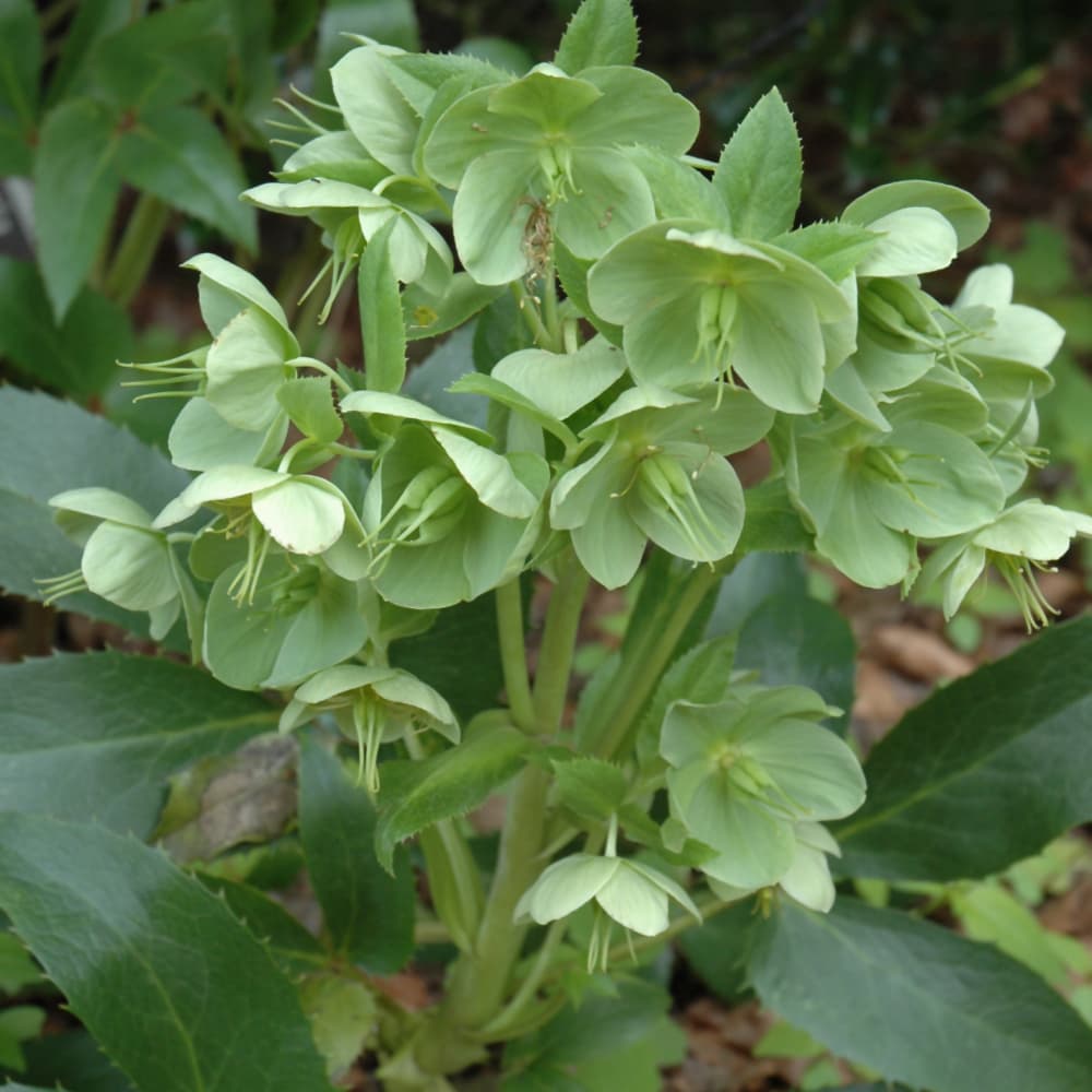 NetPS Plant Finder (www.netpsplantfinder.com)