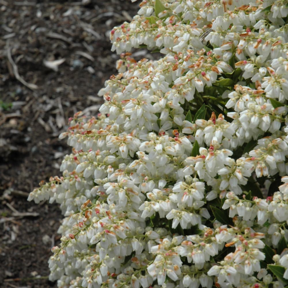 NetPS Plant Finder (www.netpsplantfinder.com)