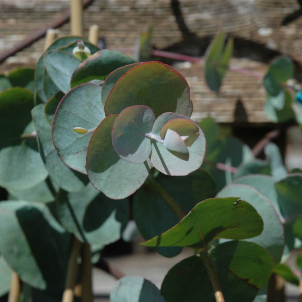 NetPS Plant Finder (www.netpsplantfinder.com)