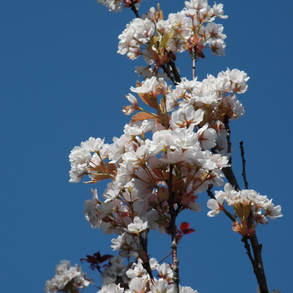 NetPS Plant Finder (www.netpsplantfinder.com)