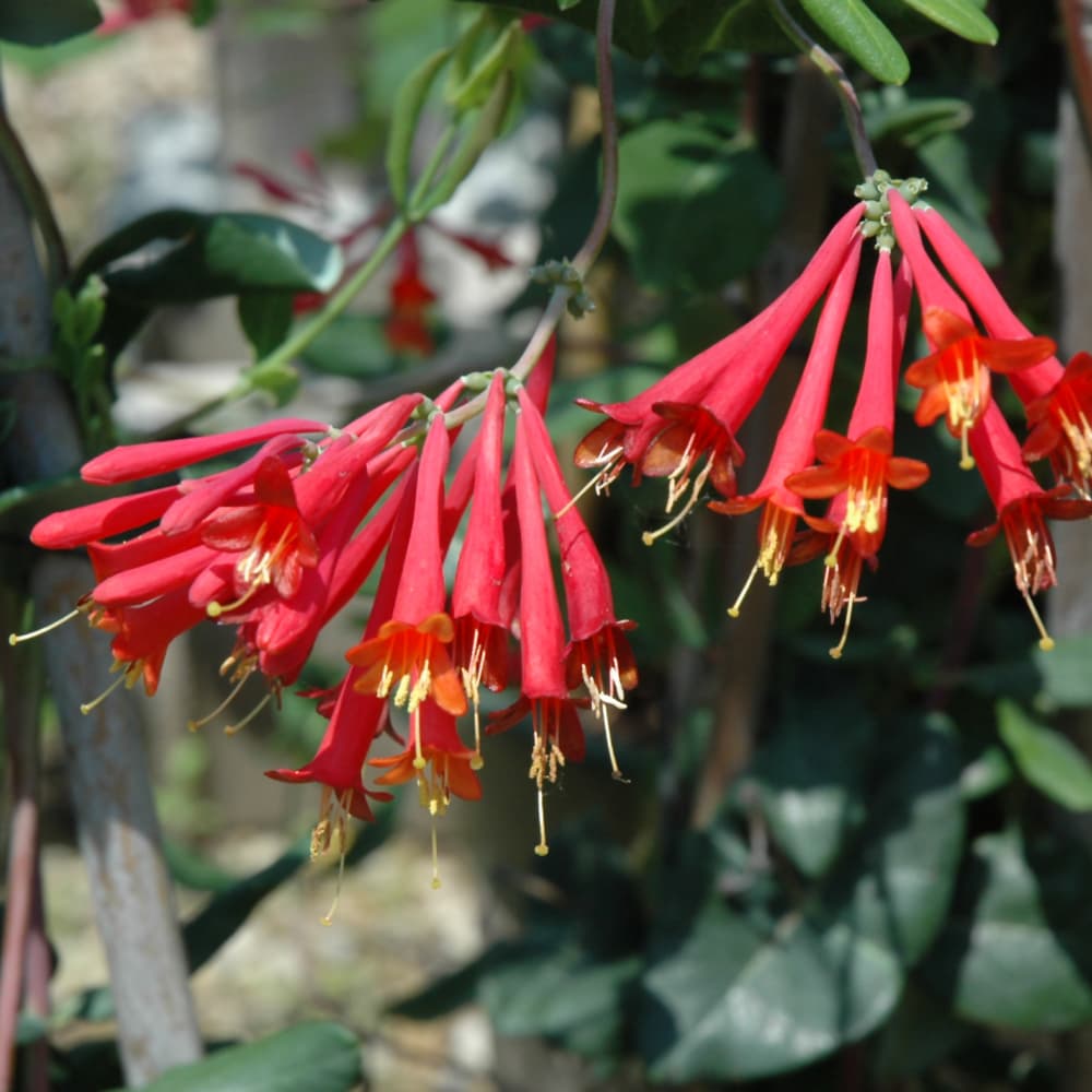 NetPS Plant Finder (www.netpsplantfinder.com)