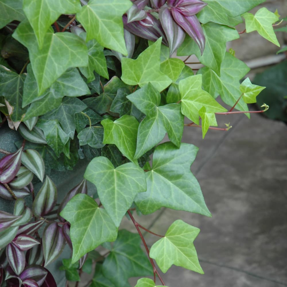 NetPS Plant Finder (www.netpsplantfinder.com)