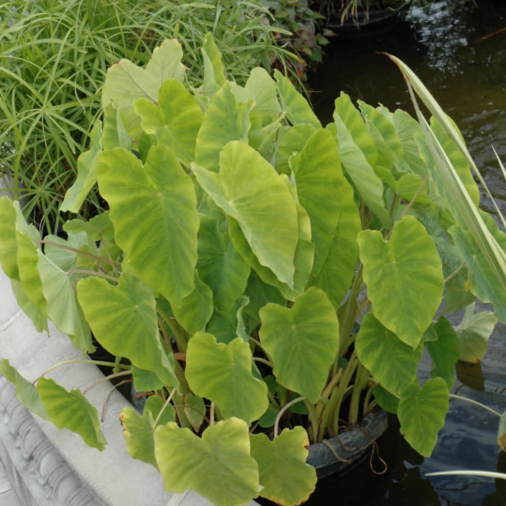 NetPS Plant Finder (www.netpsplantfinder.com)