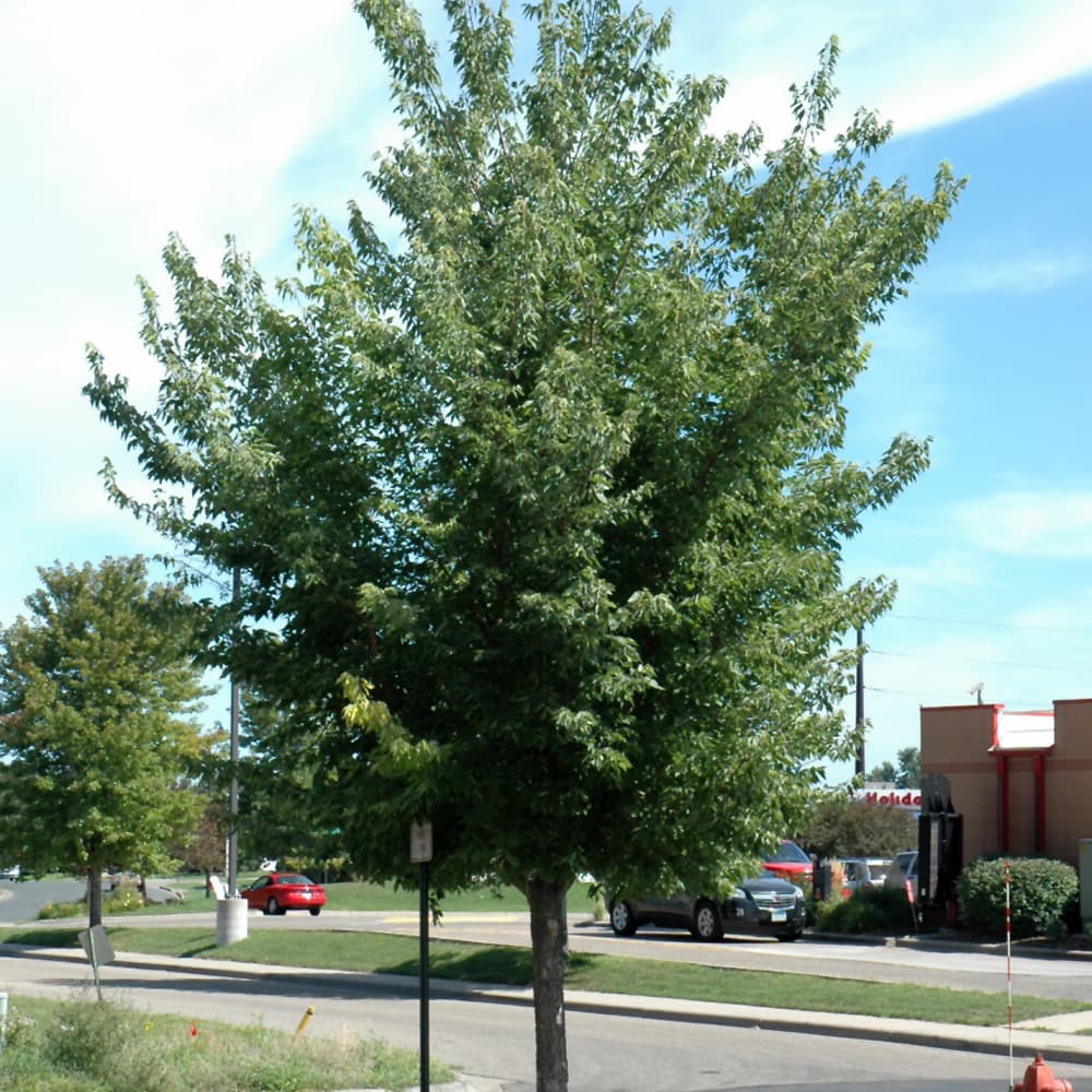 NetPS Plant Finder (www.netpsplantfinder.com)