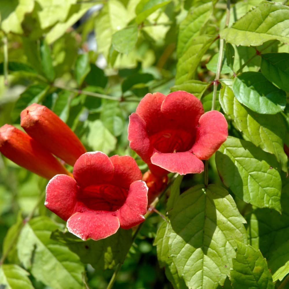 NetPS Plant Finder (www.netpsplantfinder.com)