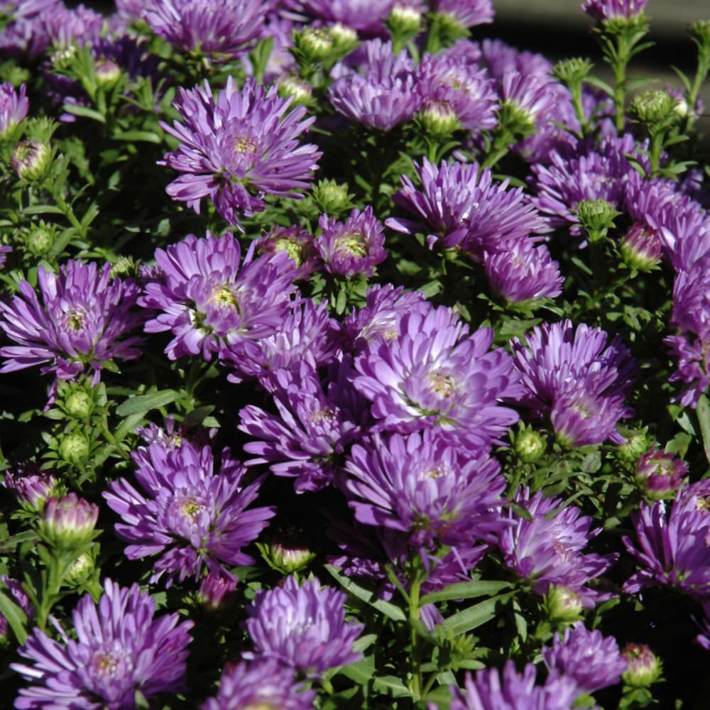 NetPS Plant Finder (www.netpsplantfinder.com)
