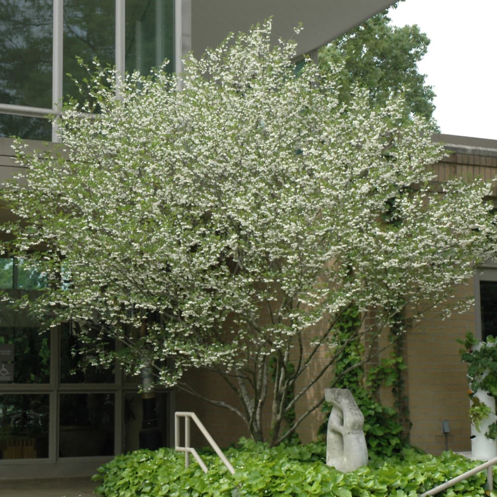 NetPS Plant Finder (www.netpsplantfinder.com)