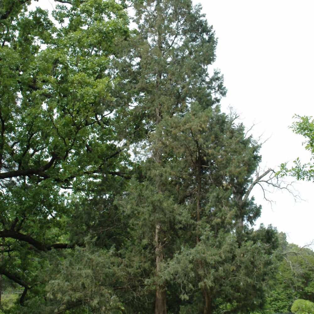 NetPS Plant Finder (www.netpsplantfinder.com)