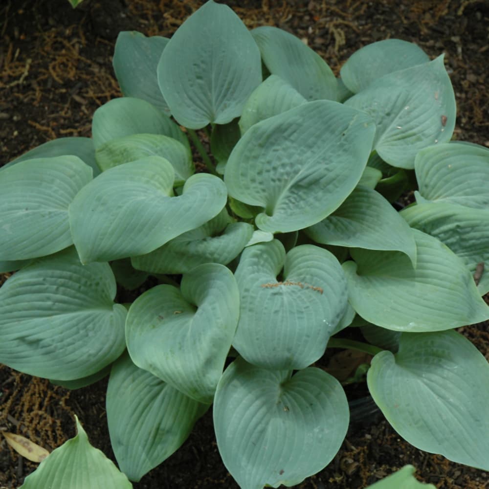 NetPS Plant Finder (www.netpsplantfinder.com)