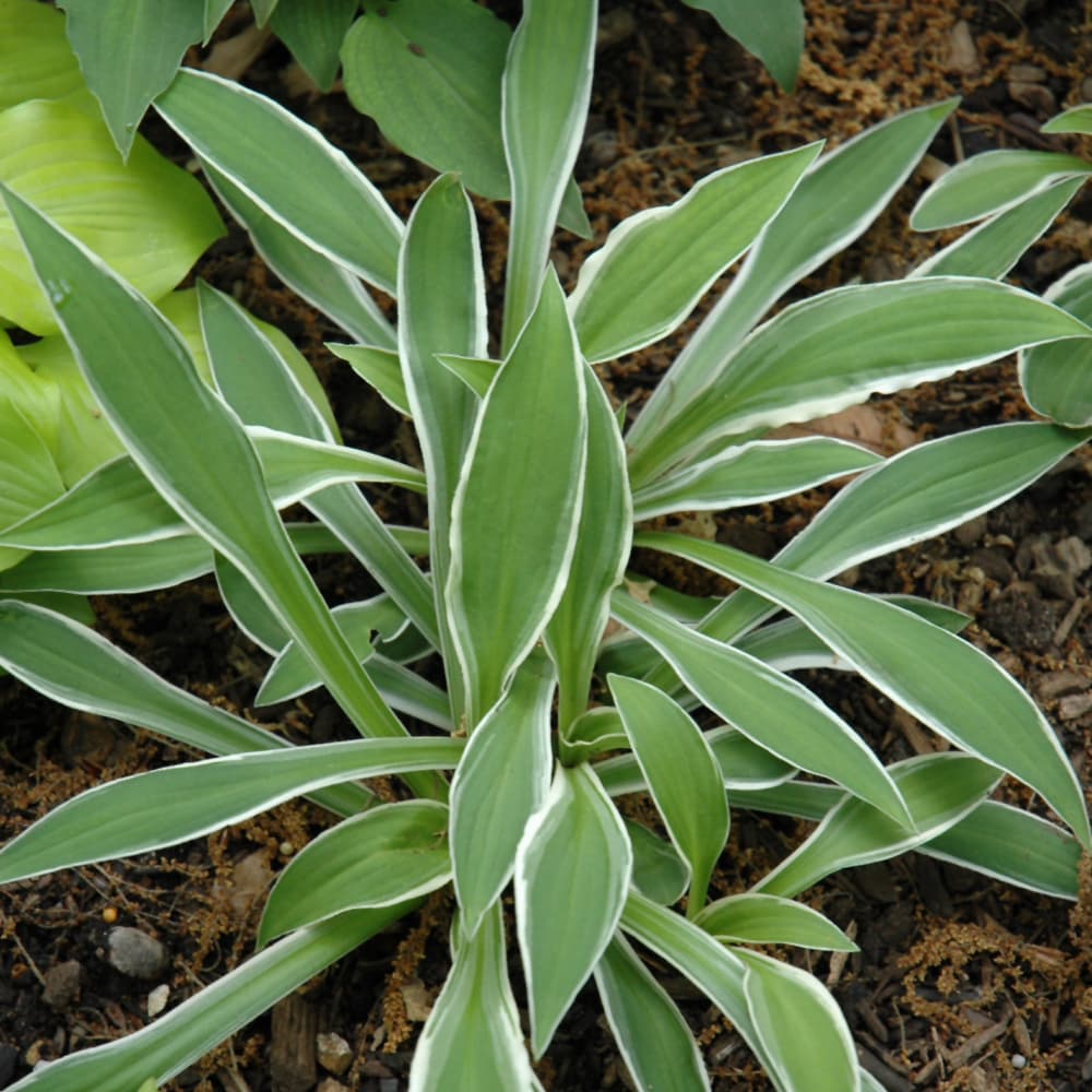 NetPS Plant Finder (www.netpsplantfinder.com)