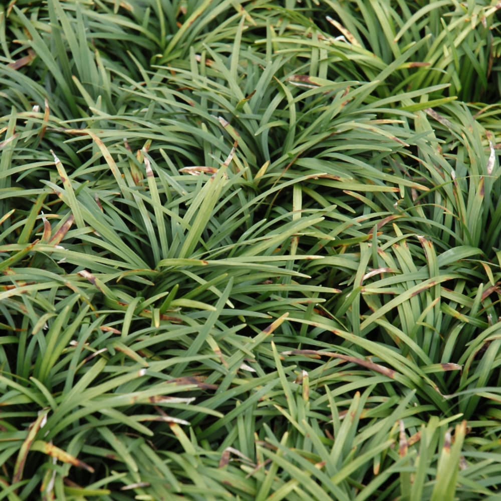 NetPS Plant Finder (www.netpsplantfinder.com)