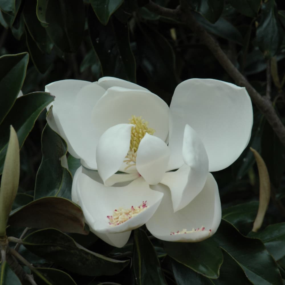 NetPS Plant Finder (www.netpsplantfinder.com)