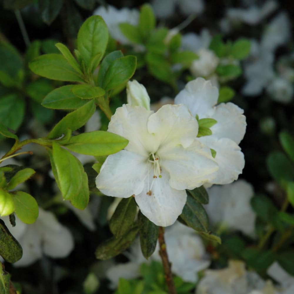 NetPS Plant Finder (www.netpsplantfinder.com)