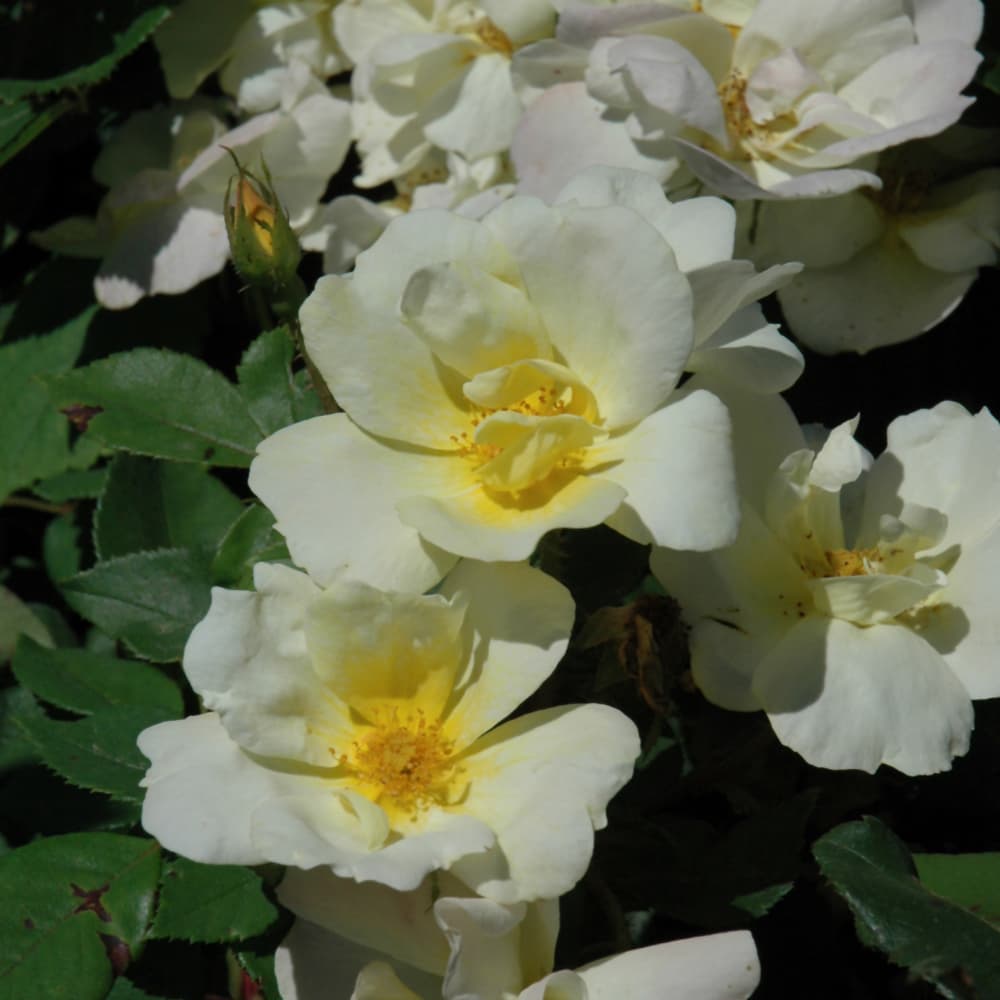 NetPS Plant Finder (www.netpsplantfinder.com)