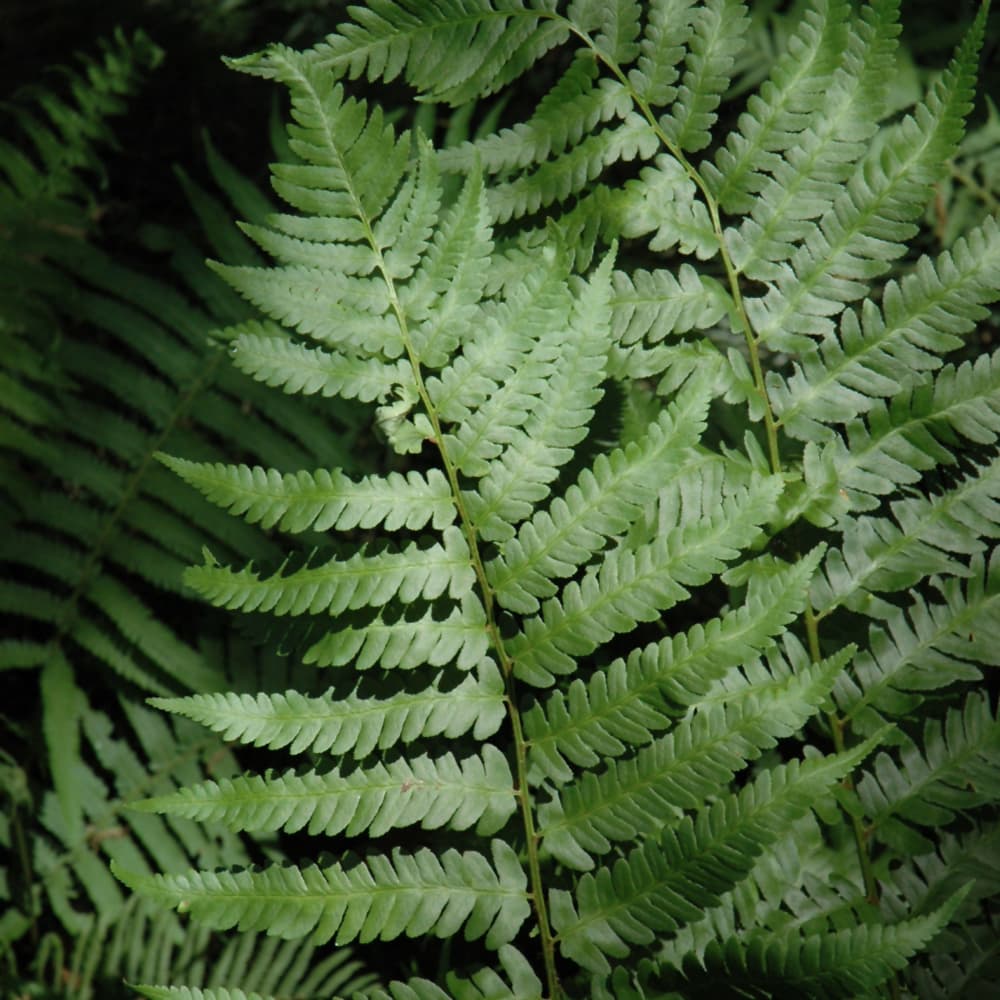 NetPS Plant Finder (www.netpsplantfinder.com)