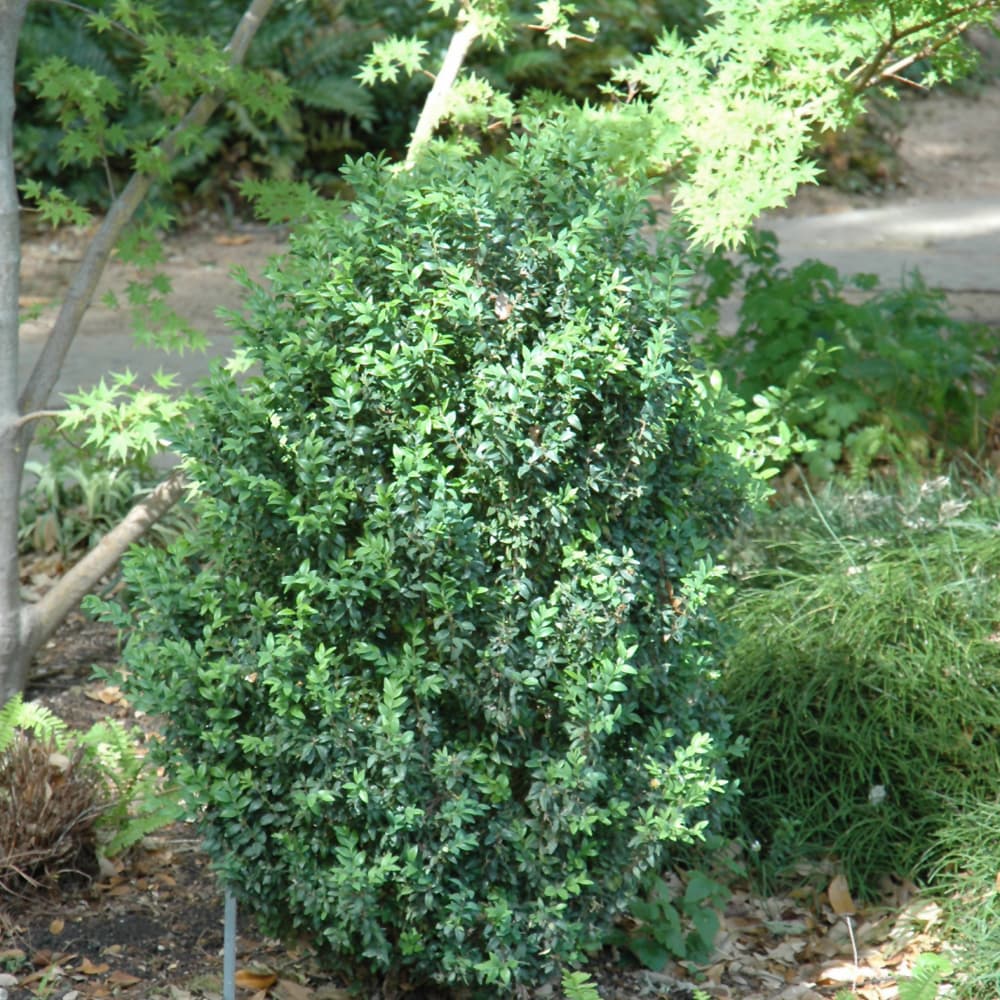 NetPS Plant Finder (www.netpsplantfinder.com)