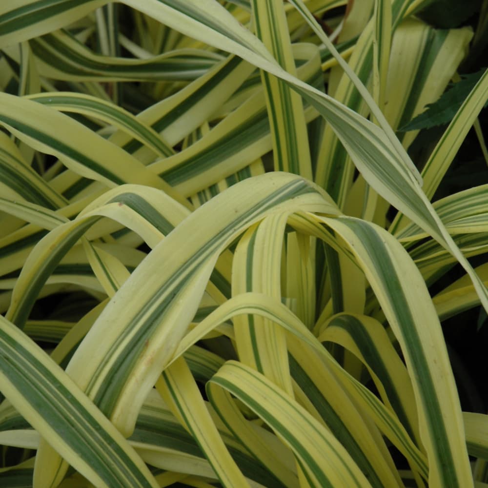 NetPS Plant Finder (www.netpsplantfinder.com)