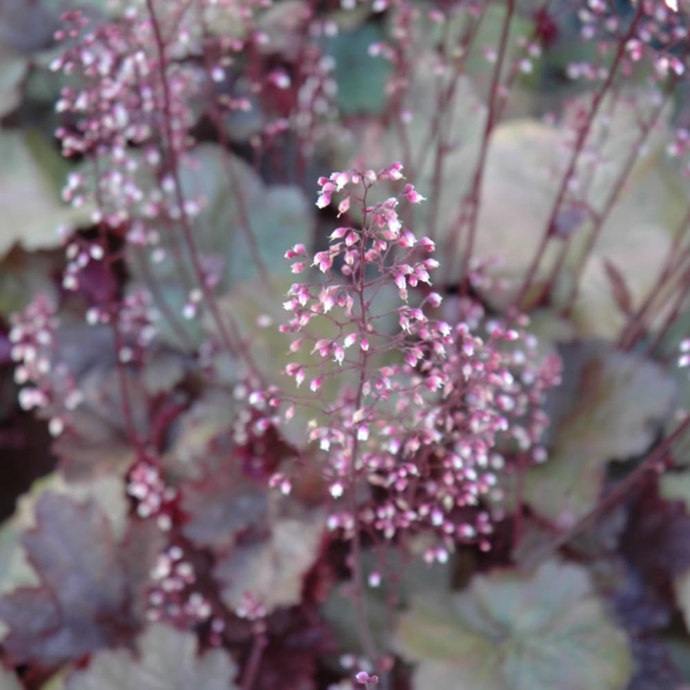 NetPS Plant Finder (www.netpsplantfinder.com)