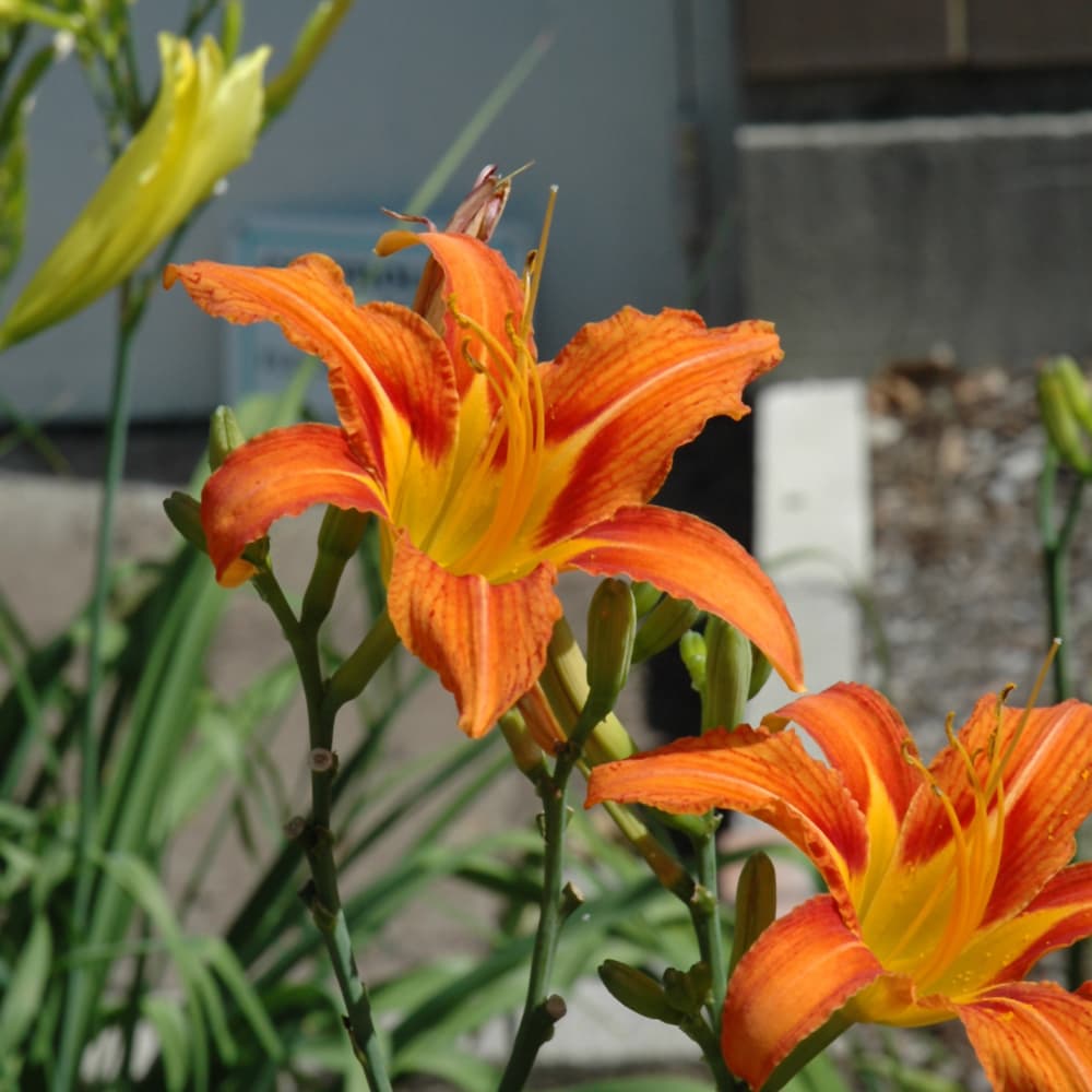 NetPS Plant Finder (www.netpsplantfinder.com)
