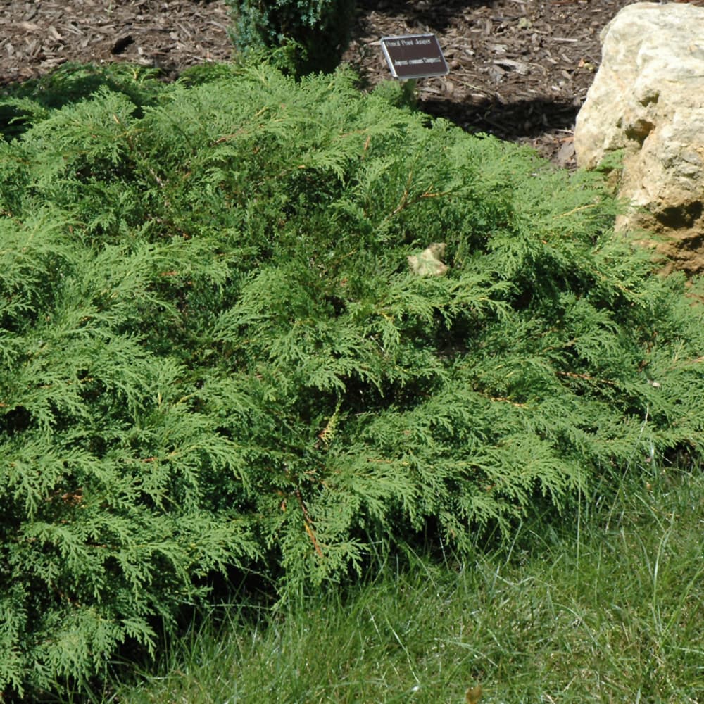 NetPS Plant Finder (www.netpsplantfinder.com)