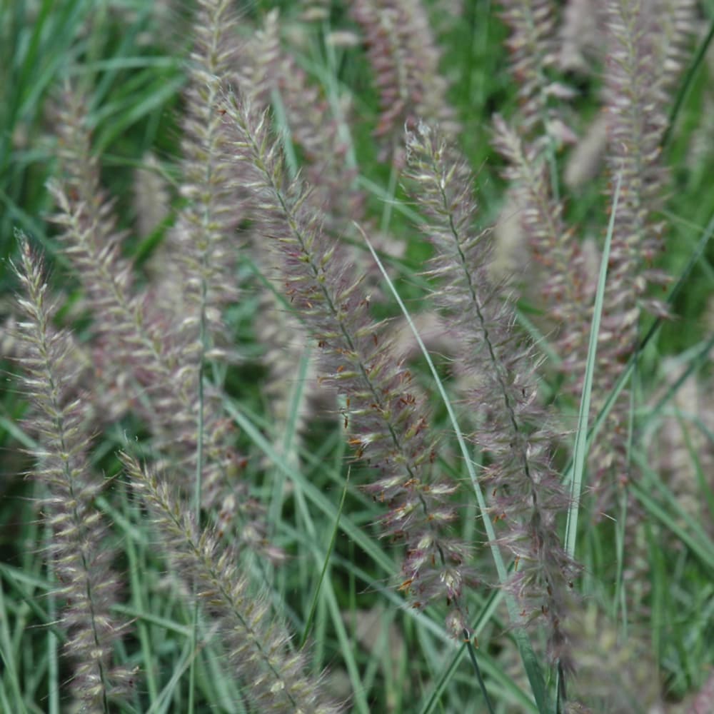 NetPS Plant Finder (www.netpsplantfinder.com)