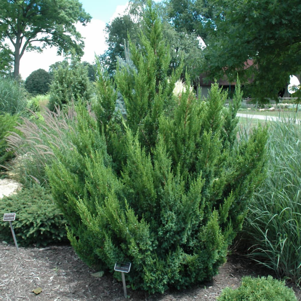 NetPS Plant Finder (www.netpsplantfinder.com)