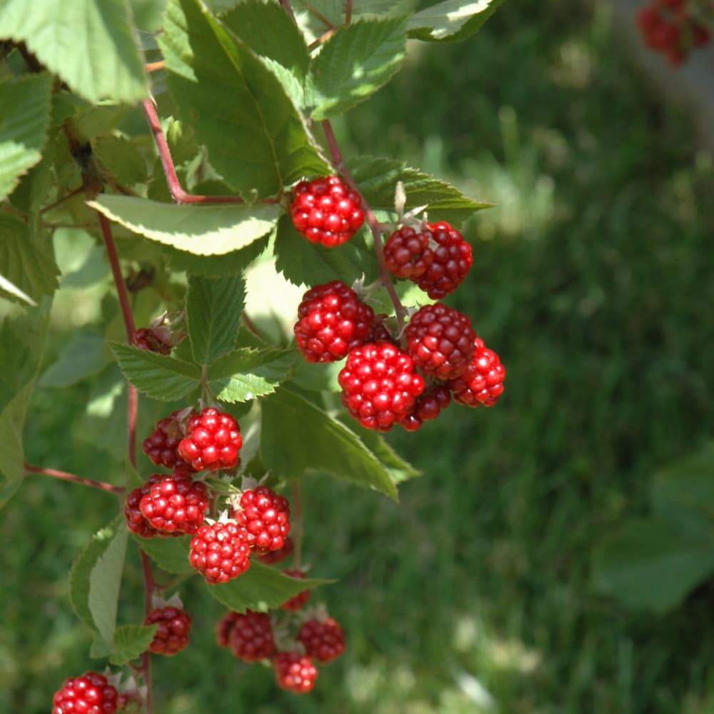 NetPS Plant Finder (www.netpsplantfinder.com)