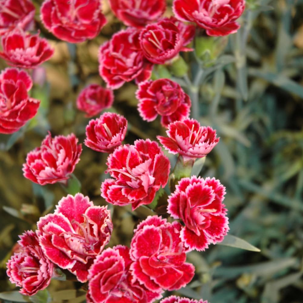 NetPS Plant Finder (www.netpsplantfinder.com)