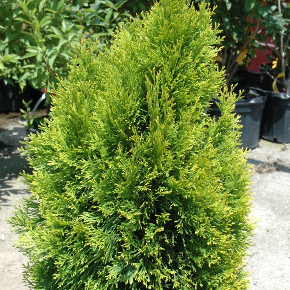 NetPS Plant Finder (www.netpsplantfinder.com)